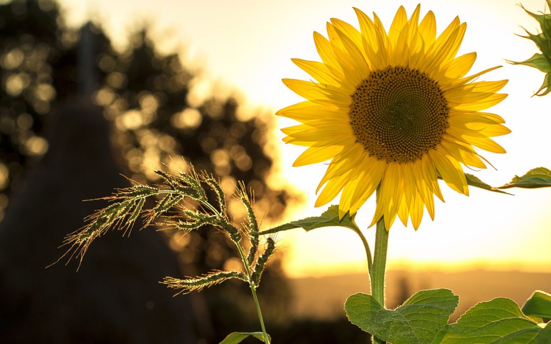 Sommer og pianomusikk